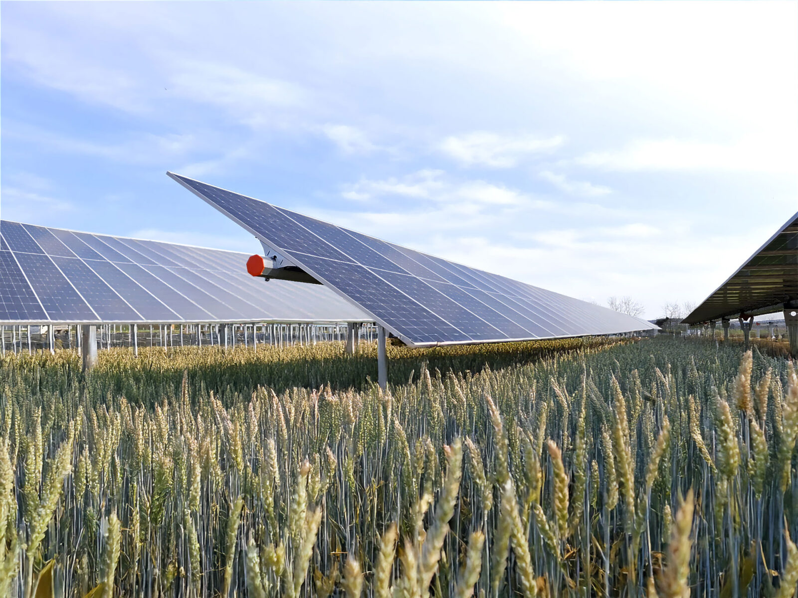 Agri-PV Anlage auf Feld, umgesetzt von RaiffeisenVolt