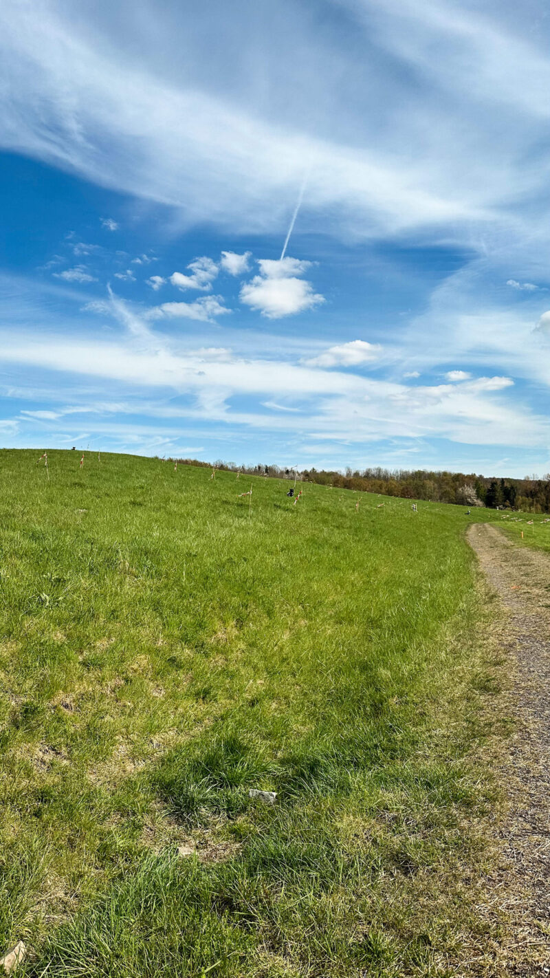 Solarpark Müschede Wiese